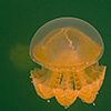 Palau, Jellyfish Lake