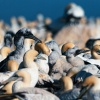 Cape gannet