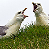 Iceland, Northern Fulmar