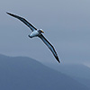 New Zealand, Doubtful Sound, albatrosses