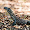 Komodo Dragon