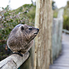 Brillenpinguine Boulders Beach