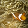 Anemonenfische orange, Falscher Clownfisch