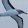 Neuseeland, Doubtful Sound, Albatrosse