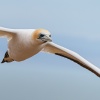 Australasian gannets, Cape Kidnappers