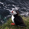 Iceland, Atlantic Puffin, Lundi