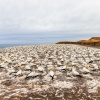 Australasian gannet, Cape Kidnappers