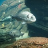 Lisbon, Oceanario