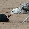 Cape Cross seals