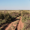 Botswana, Kalahari, CKGR