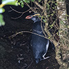 Neuseeland, Doubtful Sound, Pinguine