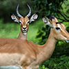 Chobe NP, Impala