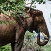 Chobe NP, Elefant