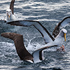 New Zealand, Doubtful Sound, albatrosses