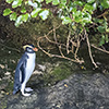 Neuseeland, Doubtful Sound, Pinguine