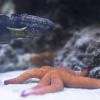 New Caledonia, Aquarium des Lagons