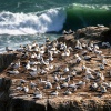 Australasian gannet, Cape Kidnappers