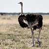 Etosha-Pfanne