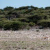 Botswana, Kalahari Transfrontier