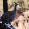 helmeted guineafowl