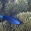 Anak Krakatau, Unterwasser