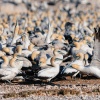 Cape gannet