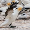 Australasian gannets, Cape Kidnappers