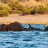 Elephants crossing River