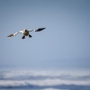 Australasian gannet, Cape Kidnappers