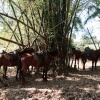 Vinales cave