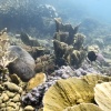 Anak Krakatoa, Underwater