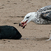 Cape Cross seals