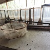 Pripyat, fish breeding