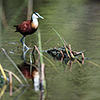 Okavango Delta, Botswana, African jacana