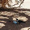 Namib white-necked raven