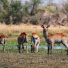 Red Lechwe