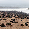 Cape Cross seals