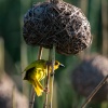 weaver bird, St. Lucia