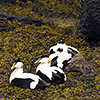 Iceland, eider duck