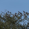 Botswana, Kalahari Transfrontier