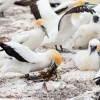 Australasian gannets, Cape Kidnappers