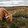 Scottish highland cattle