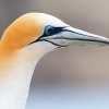 Australasian gannet, Cape Kidnappers