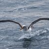 Neuseeland, Doubtful Sound, Albatrosse