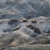 New Zealand, Doubtful Sound, sea lions