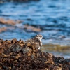 Lanzarote seabirds