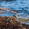 Lanzarote Seevögel