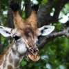 Chobe NP, Giraffe