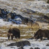 Kamchatka, Tolbachik, bears