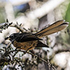 New Zealand, Southern Alps, Fan Tail